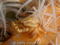 2008/10/25  Kenting.. by Harry Yang 